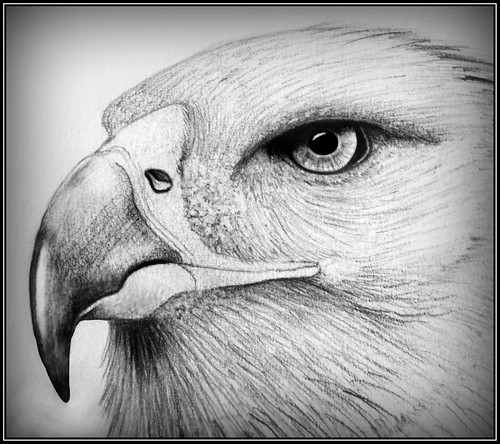golden eagle drawing. Golden Eagle - Illustration