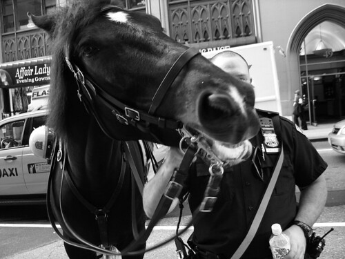 NYPD Horse and Rider