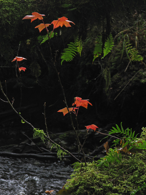 an autumn creek scene in the rain forest near Kasaan, Alaska