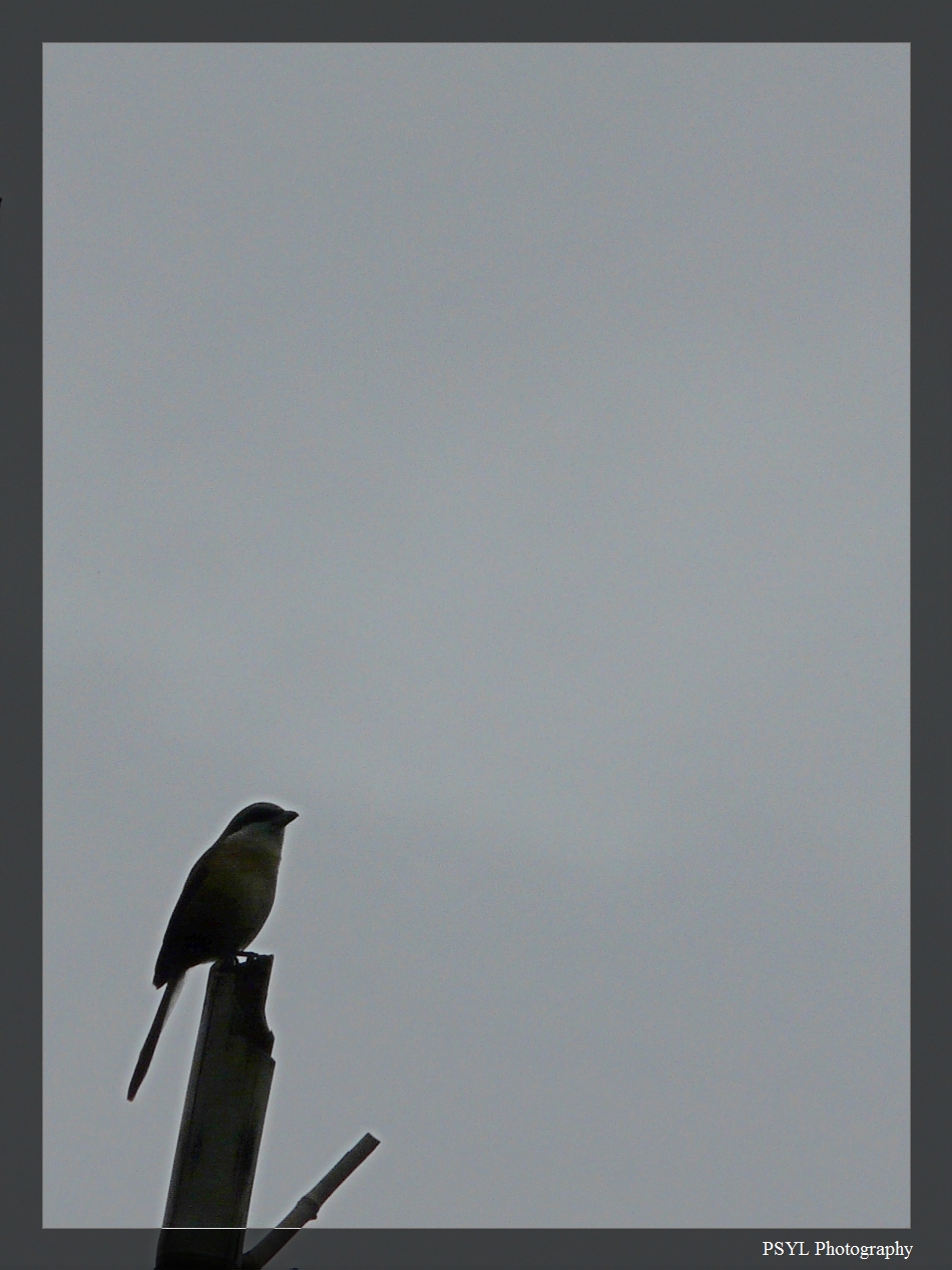 Brown Shrike (Lanius cristatus) - 灰頭紅尾伯勞