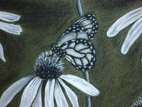  butterflies drawings