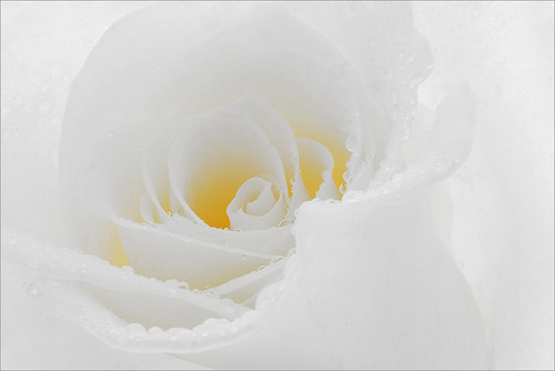 Single White Rose Flower