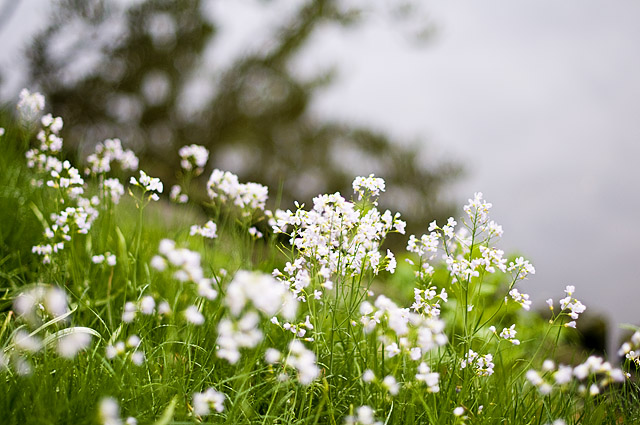 4959 små vita blommor