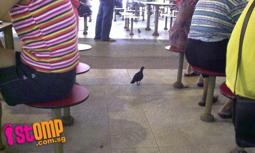 No happy meal at Redhill Hawker Centre with these dirty, pesky birds around