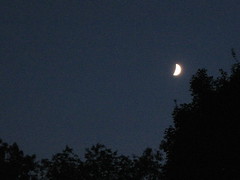 evening moon