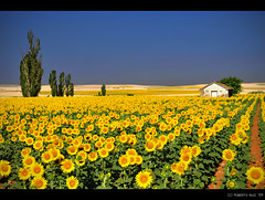 Sunflower Fields... but, of course, not from Vincent Van Gogh!