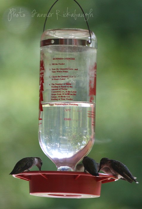 08-24-hummingbirds