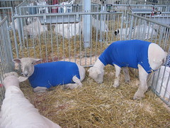 Lycra sheep, MN State Fair