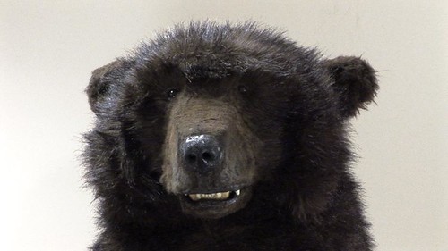 boston bruins bear pictures. Bruins Bear