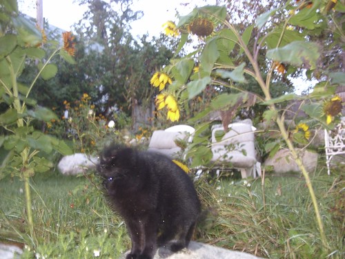 cat and sunflowers in the breeze