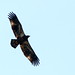 Bald Eagle 20091013