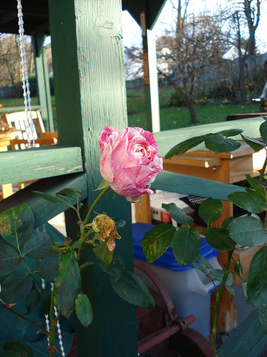 Probably the last rose bloom of the year
