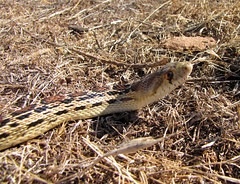 a gopher snake on the road