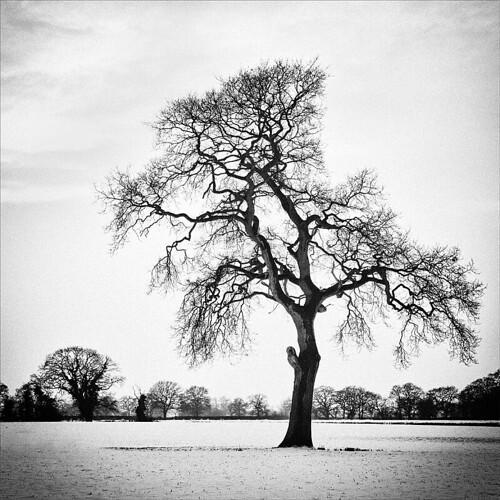 black and white tree photos. Black amp; White Tree