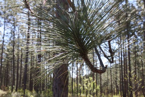 Longleaf forests once dominated the region, spanning 90 million areas. Deforestation and urbanization have jeopardized this ecosystem, and the Natural Resources Conservation Service offers programs to landowners who restore this precious habitat.
