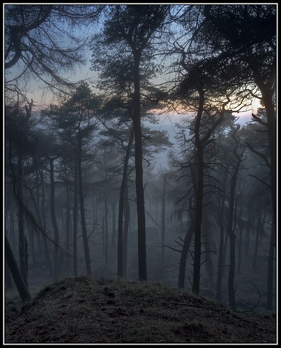Woodland Mist. by Pete Hyde