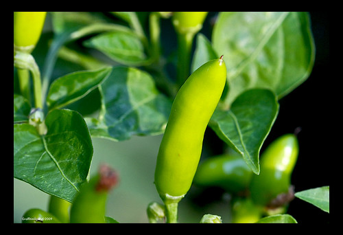 Thai Chili peppers starting to ripen in my garden by you.