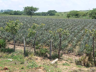 champs d'ananas.jpg