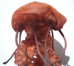 jellyfish10*