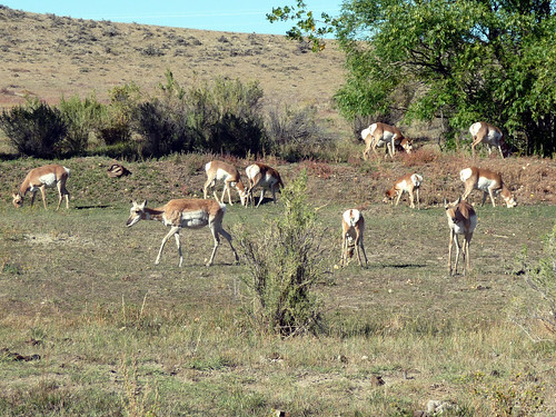 lots of pronghorn