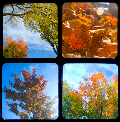 261:365 Autumn TtV Collage
