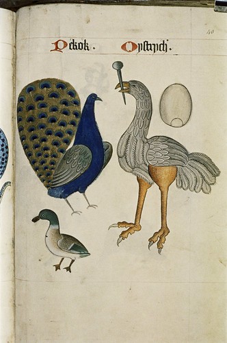 Peacock and Ostrich with its egg above it. Duck.
