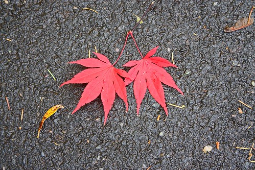 two maple leaves