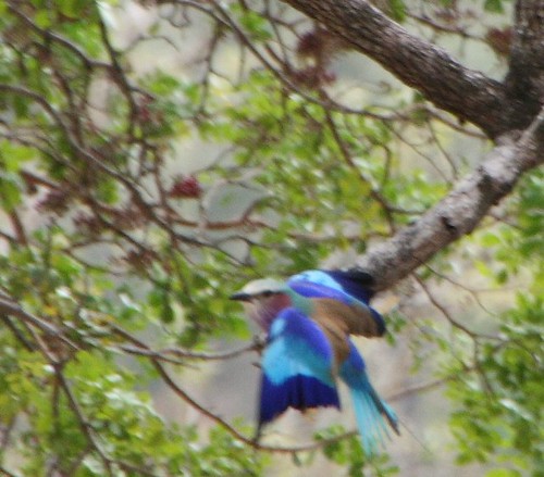4169131223 34ef0fc426 Lilac Breasted Roller