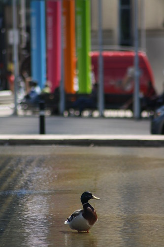 Duck in the city