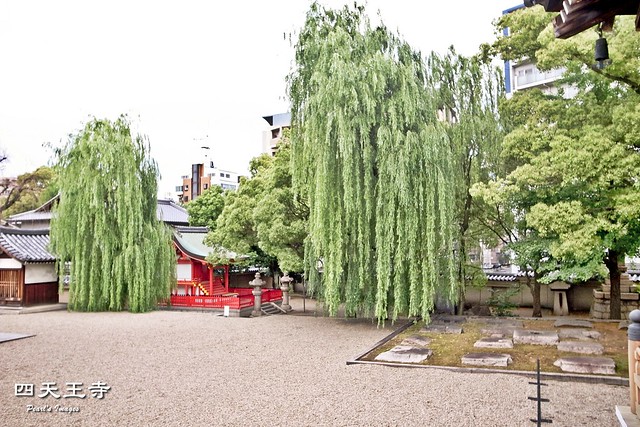 高大的柳樹與小神社