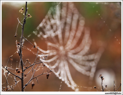 Spider web - morning dew