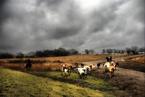 texas longhorns cattle. Texas Longhorn Cattle
