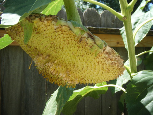 Mammoth Sunflower with eaten seeds