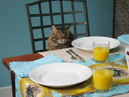 feline breakfast