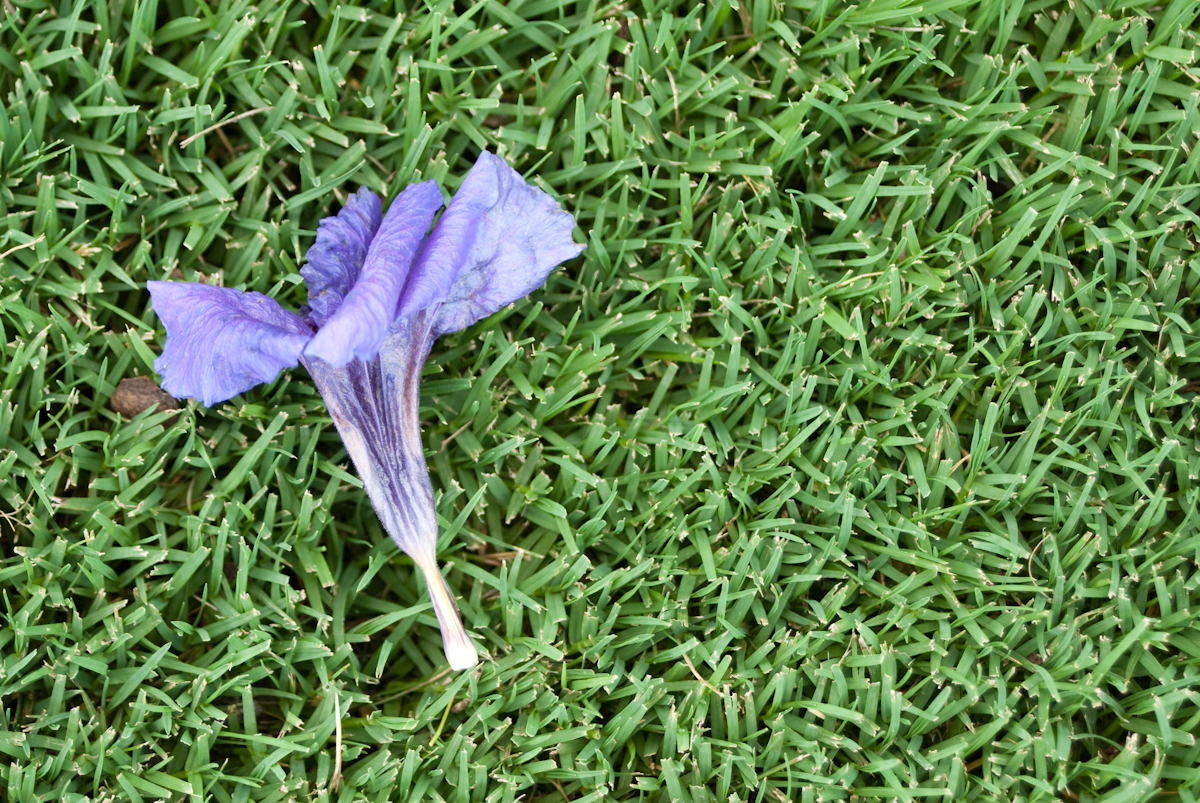 Flower on Grass