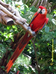IMG_1311-WDW-DAK-scarlet-macaw-sitting-pretty