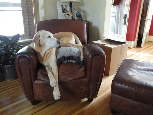 Buddy, Yellow Lab, Lounging on the Distressed Leather Chair.