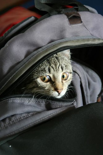 Katze im Rucksack cat in backpack