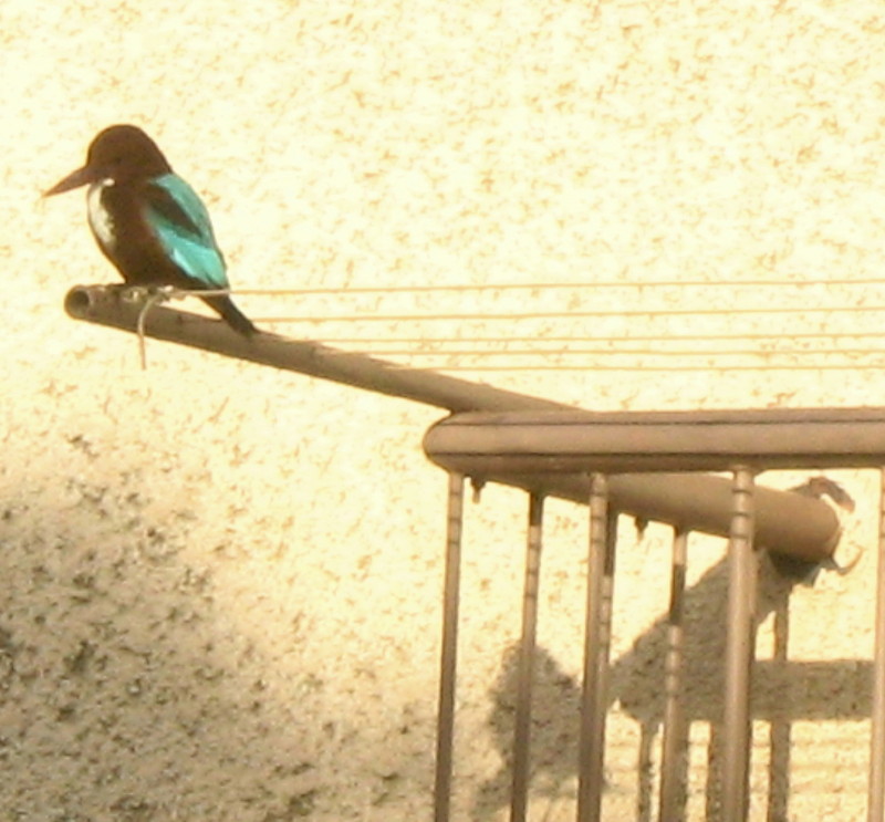 12-12-2009-kingfisher-and-shadow6