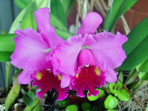 orquideas flores