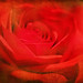 red rose (EXPLORE)