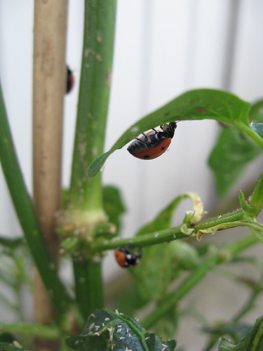 Ladybugs on chili plant, eating plant lice.