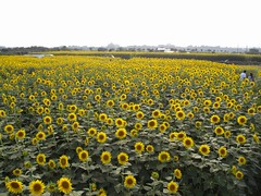 Sunflower Field @ Zama