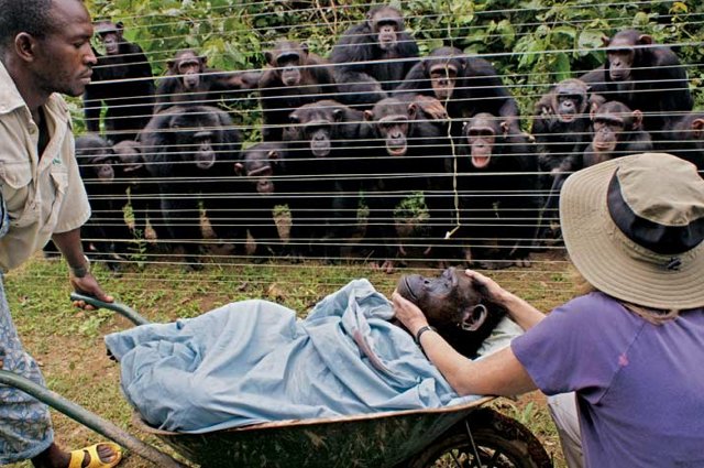 Grieving chimps
