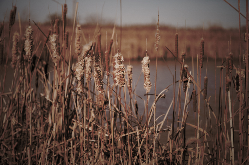 Rushes at the Fire Pond