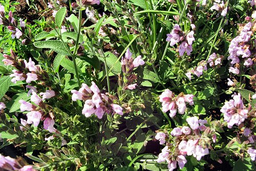 Salvia officinalis (rq) - 02