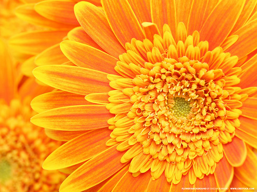flower background images. flower background