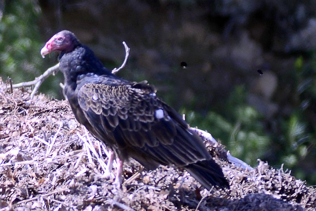 turkey vulture juneII falmouth