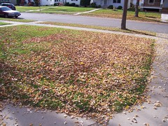 front yard leaves 2 before