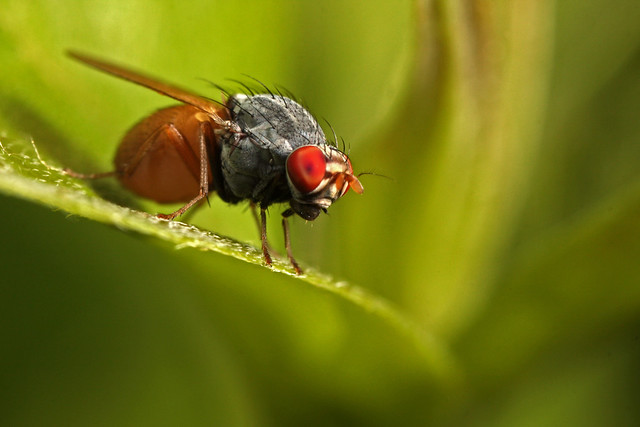 Fly (Minettia sp.)